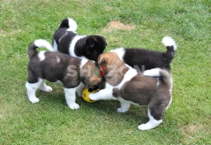 Adorable Akita Puppies