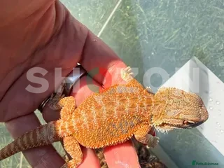 Bearded Dragon