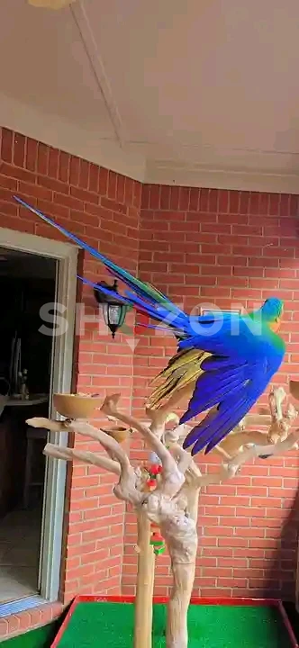 young pair blue and gold macaw