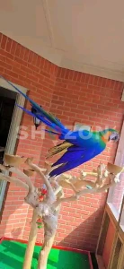 young pair blue and gold macaw
