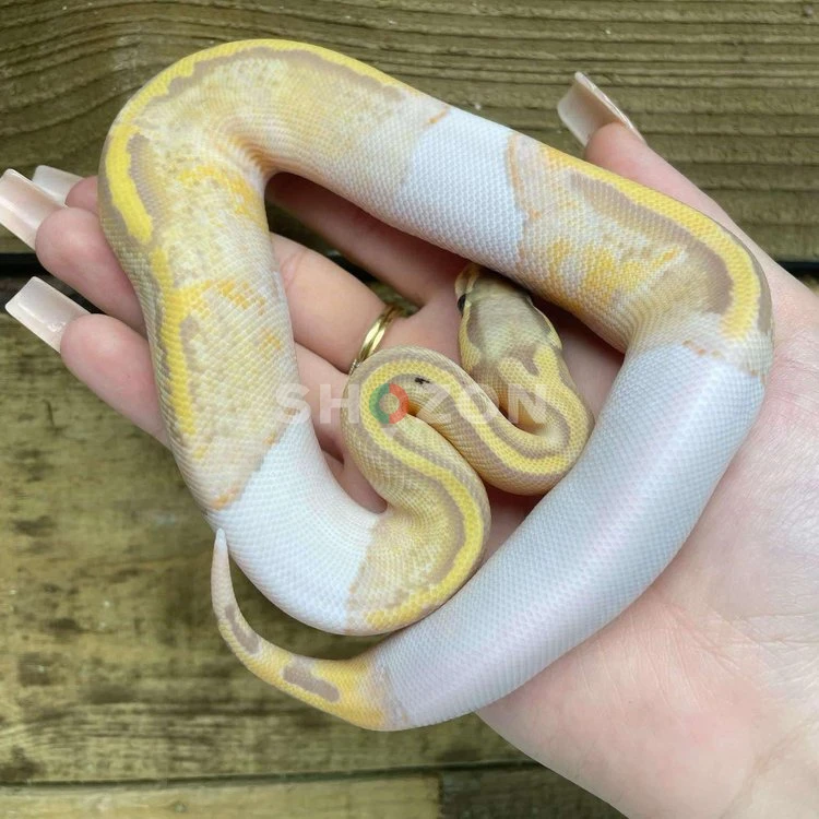 Baby Banana Pied Ball Python For Sale - Pastel Orange Dream