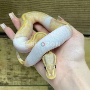 Baby Banana Pied Ball Python For Sale - Pastel Orange Dream