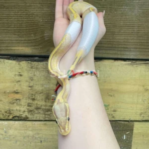 Baby Banana Pied Ball Python For Sale - Pastel Orange Dream