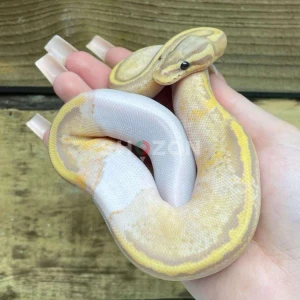 Baby Banana Pied Ball Python For Sale - Pastel Orange Dream