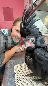 Cockatoo Black Palm