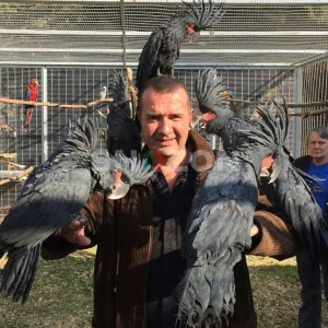 Cockatoo Black Palm