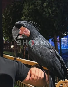 Cockatoo Black Palm