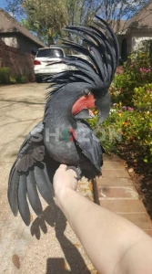 Cockatoo Black Palm