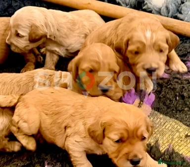 Exceptional family pets top quality cockapoo’s