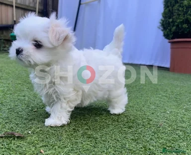 Maltese Korea mini
