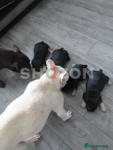🐾 Beautiful French Bulldog Puppies 🐾