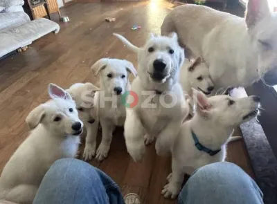 German shepherd pure breed