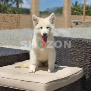 German shepherd pure breed