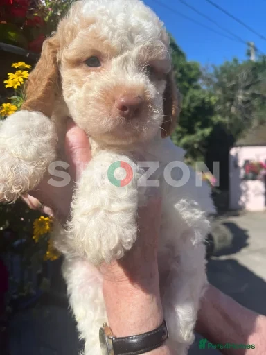 Beautiful Lagotto Romagnolo pups for sale