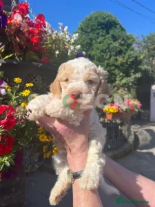Beautiful Lagotto Romagnolo pups for sale