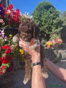 Beautiful Lagotto Romagnolo pups for sale