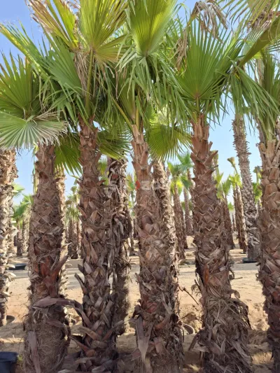 Healthy Outdoor Washingtonia Palm Trees for Sale