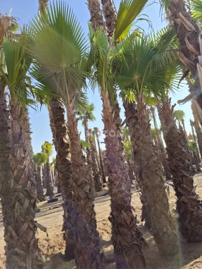 Washingtonia palm trees for Sale