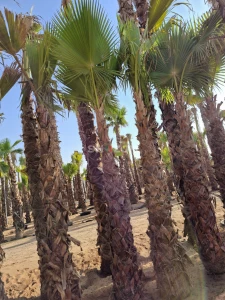 Washingtonia palm trees for Sale