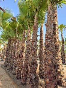 Washingtonia palm trees for Sale