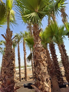Washingtonia palm trees for Sale