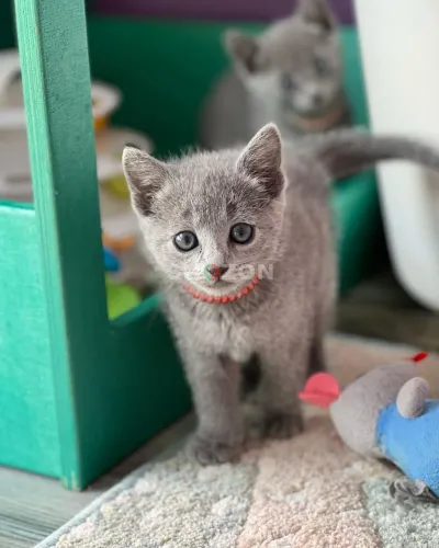 Awesome Male and female Russianblue Kittens.