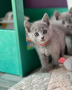 Awesome Male and female Russianblue Kittens.
