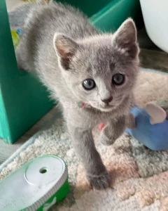 Awesome Male and female Russianblue Kittens.
