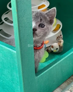 Awesome Male and female Russianblue Kittens.