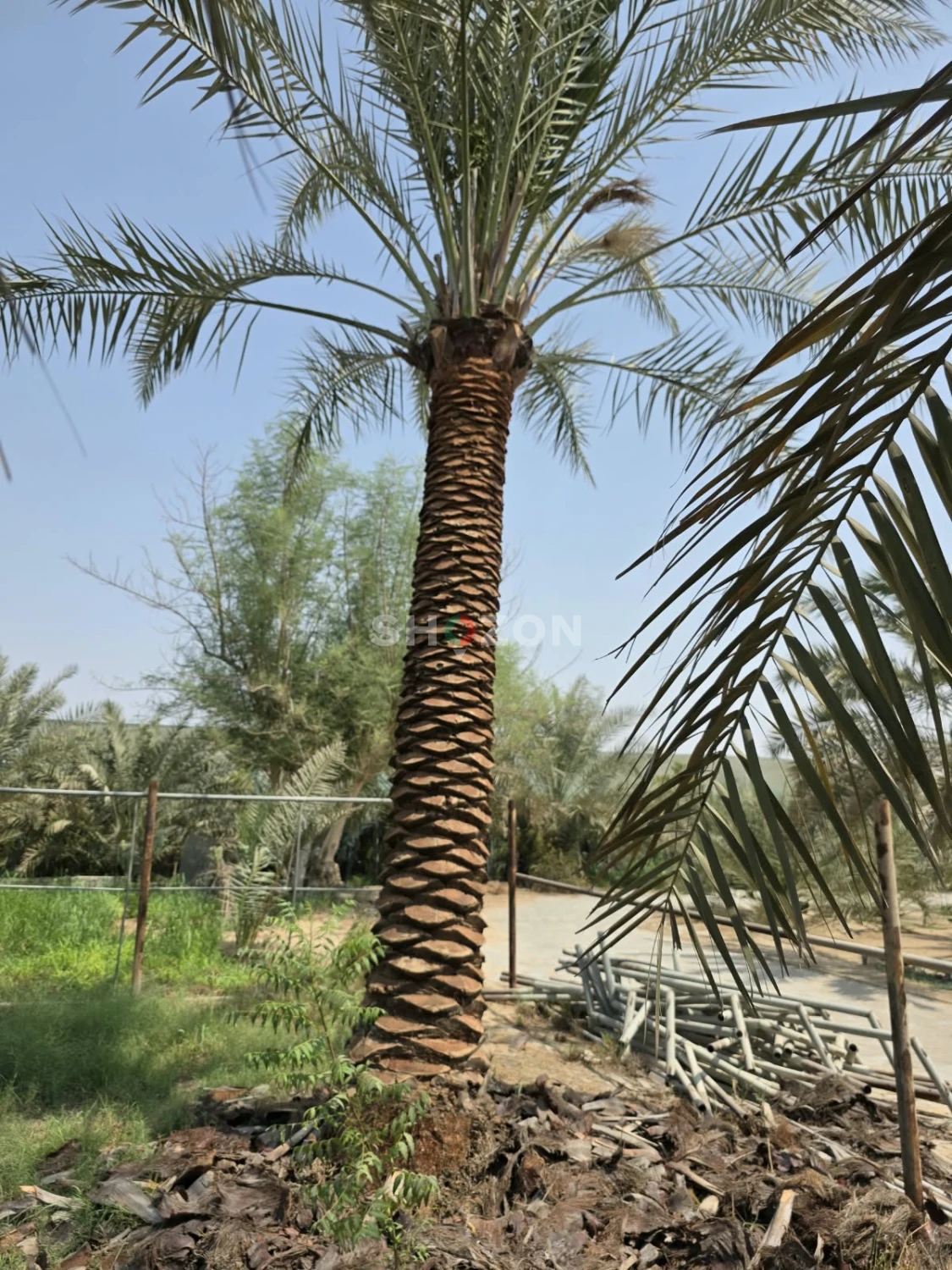 Healthy Date Palm Tree for Sale