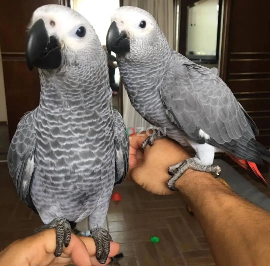 Kasko (كاسكو) African Grey Parrots Available