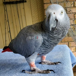 Kasko (كاسكو) African Grey Parrots Available