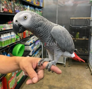 Kasko (كاسكو) African Grey Parrots Available
