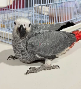 Kasko (كاسكو) African Grey Parrots Available