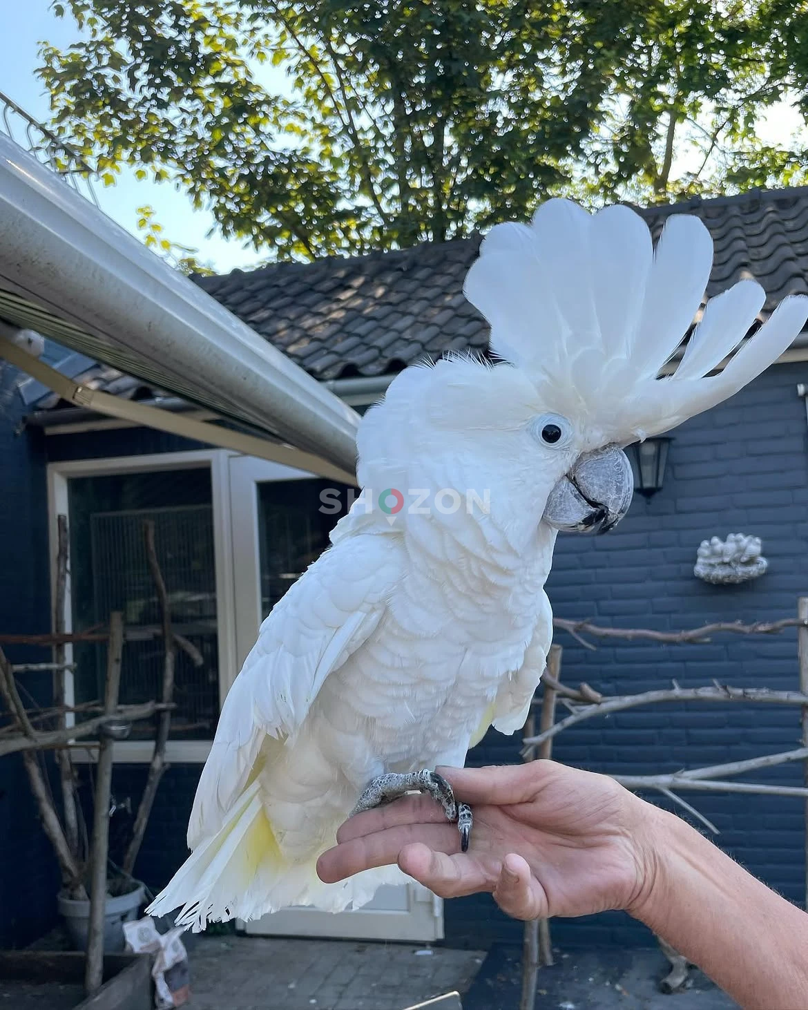 كوكاتو امبريلا, الكوكاتو الأبيض. White Umbrella Cockatoo Parrots