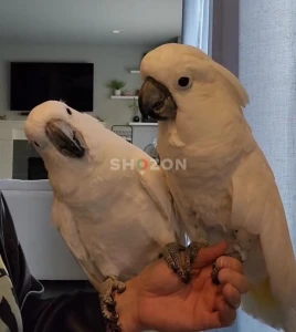 كوكاتو امبريلا, الكوكاتو الأبيض. White Umbrella Cockatoo Parrots