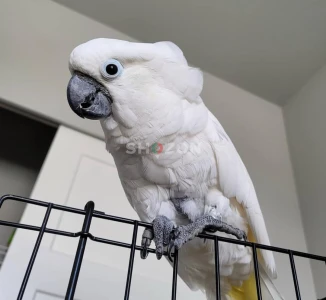 كوكاتو امبريلا, الكوكاتو الأبيض. White Umbrella Cockatoo Parrots