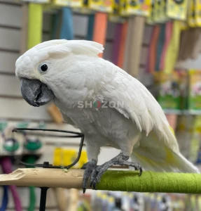 كوكاتو امبريلا, الكوكاتو الأبيض. White Umbrella Cockatoo Parrots