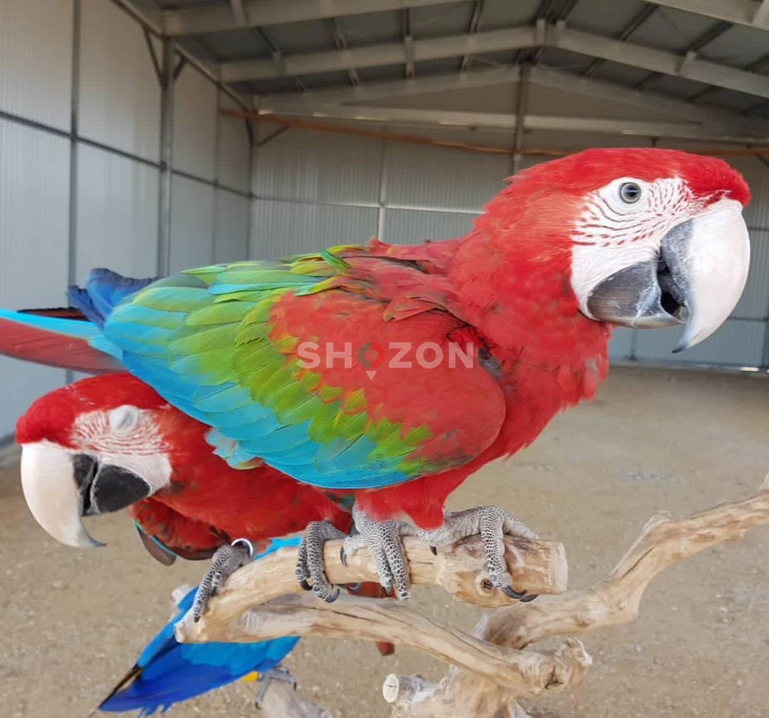 ببغاء المكاو الأخضر Green Winged Macaw Parrots