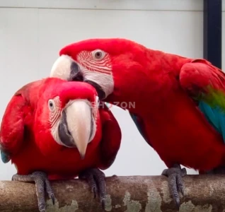 ببغاء المكاو الأخضر Green Winged Macaw Parrots