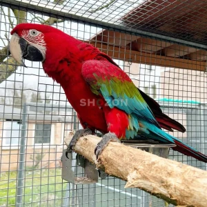 ببغاء المكاو الأخضر Green Winged Macaw Parrots