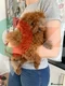 Two Adorable Toy Poodles – One Boy & One Girl 