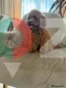 Two Adorable Toy Poodles – One Boy & One Girl 