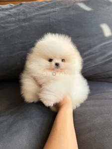 Pomeranian puppies for sale 