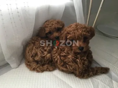 Shozon listing image