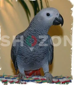 Shozon listing image
