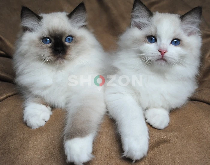 Adorable RAGDOLL KITTENS